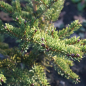 Preview: Picea polita 2